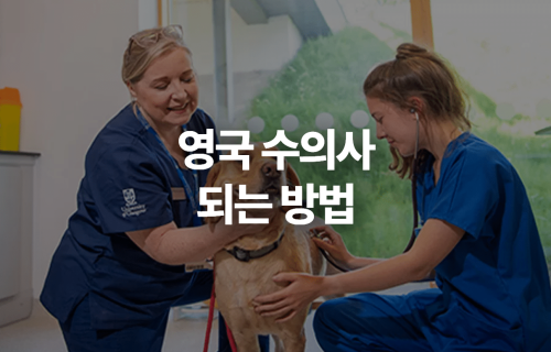 영국 수의사 되는 방법